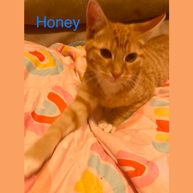 Photo of Honey
