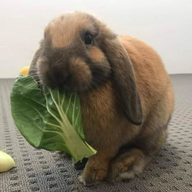 Photo of Millie