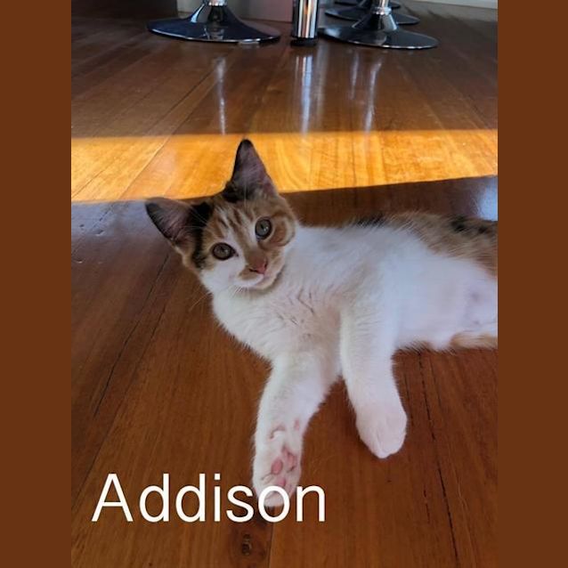 Photo of Addison