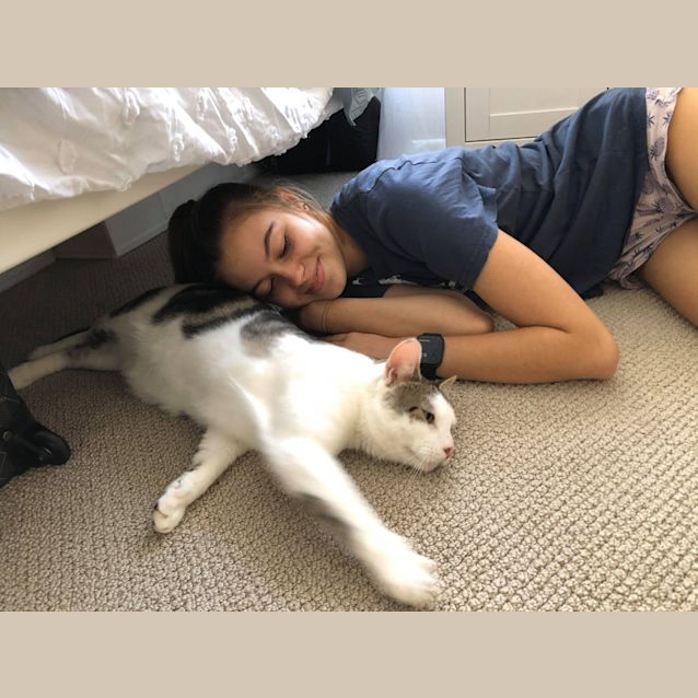 Photo of Mr Silver ~ 2 Year Old Cat (On Trial 6/4/20)