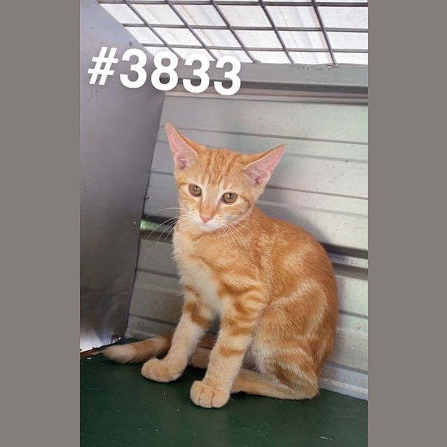 Photo of Ranger