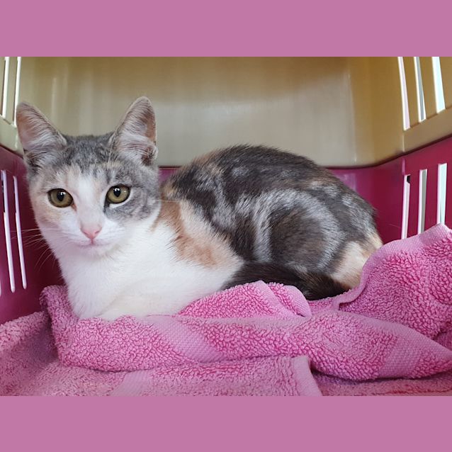 Photo of Mango