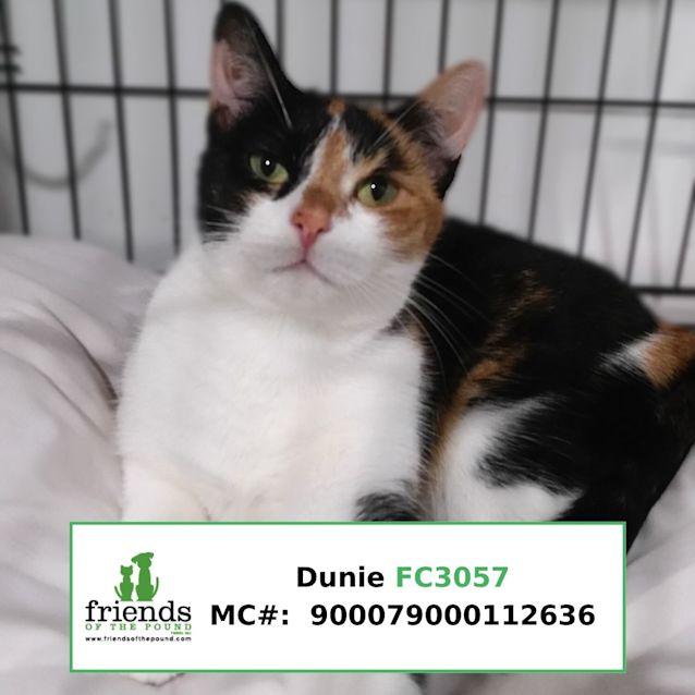 Photo of Dunie (Doo Nee)