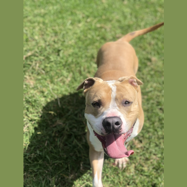 Photo of Dexter