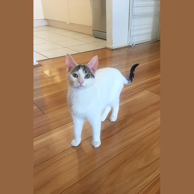 Photo of Pudding