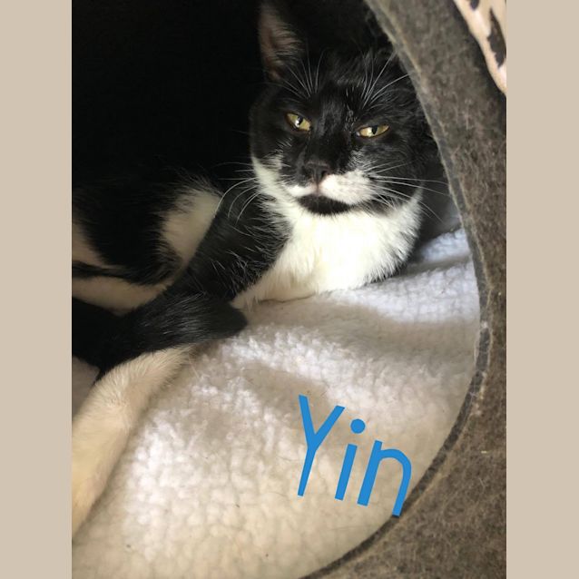 Photo of Yin