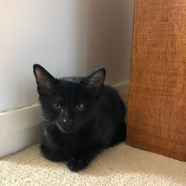 Photo of Apollo