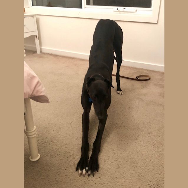 Photo of Petra.  Melbourne