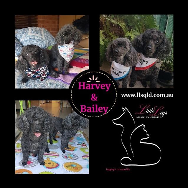 Photo of Harvey / Bailey