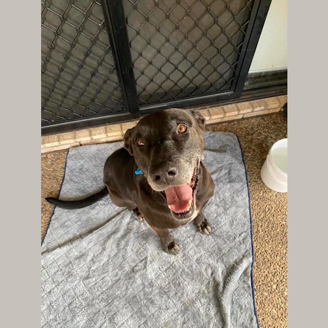 Photo of Scrappy 