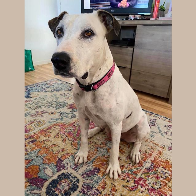 Photo of Sheba 