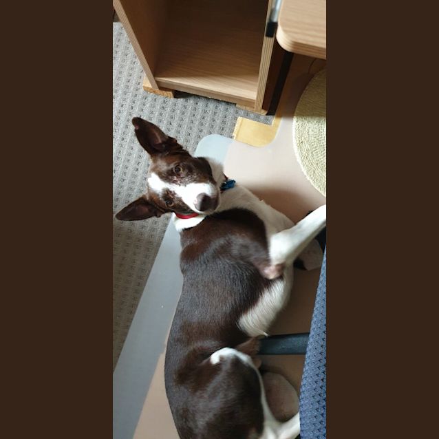 Photo of Fudge 
