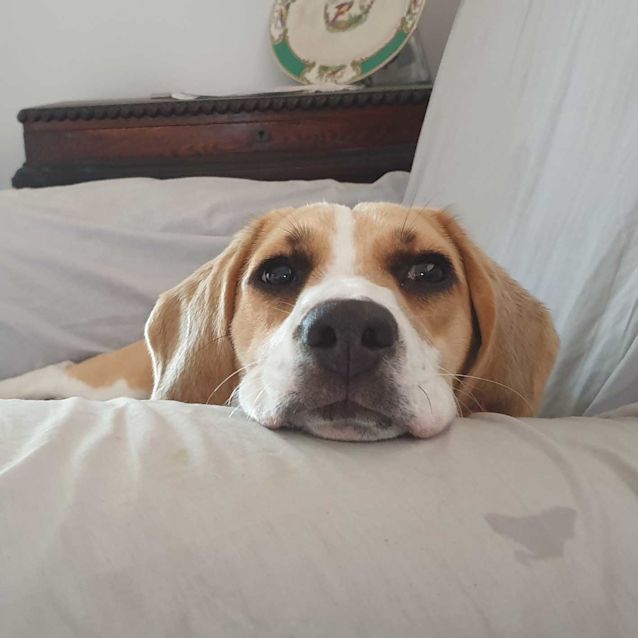 Photo of Stella ~ Beautiful 9mo Beagle (On Trial 9/4/20)