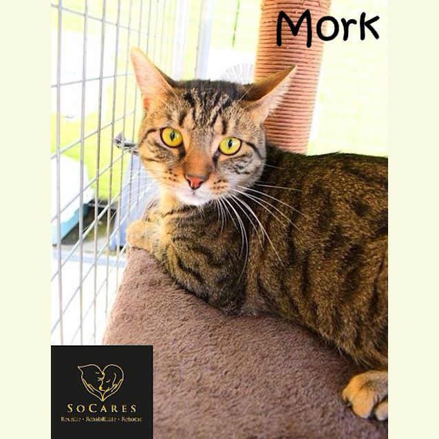 Photo of Mork