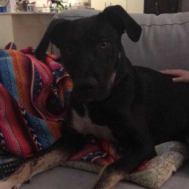 Photo of Banjo ~ Playful 8mo Kelpie X (On Trial 17/4/20)