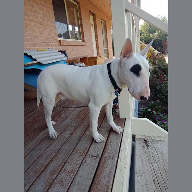 Photo of Izzy   Foster Carer Needed