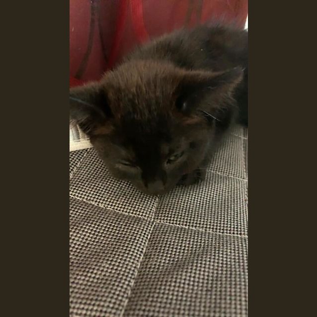 Photo of Lily 