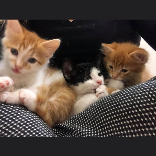 Photo of Antonio Banderas Aka Zorro!