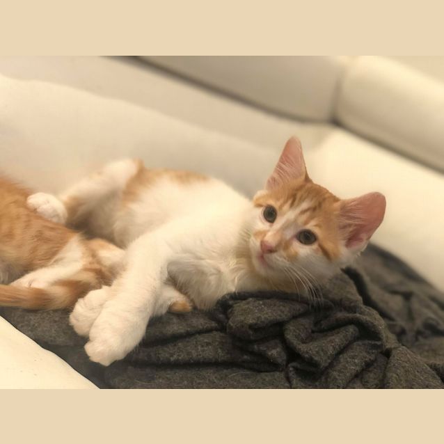 Photo of Leonardo Di Caprio