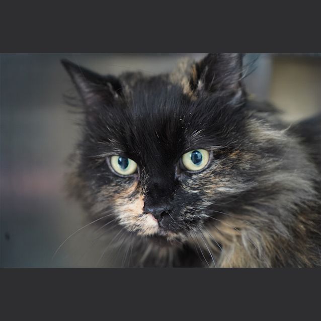 Photo of Lucy