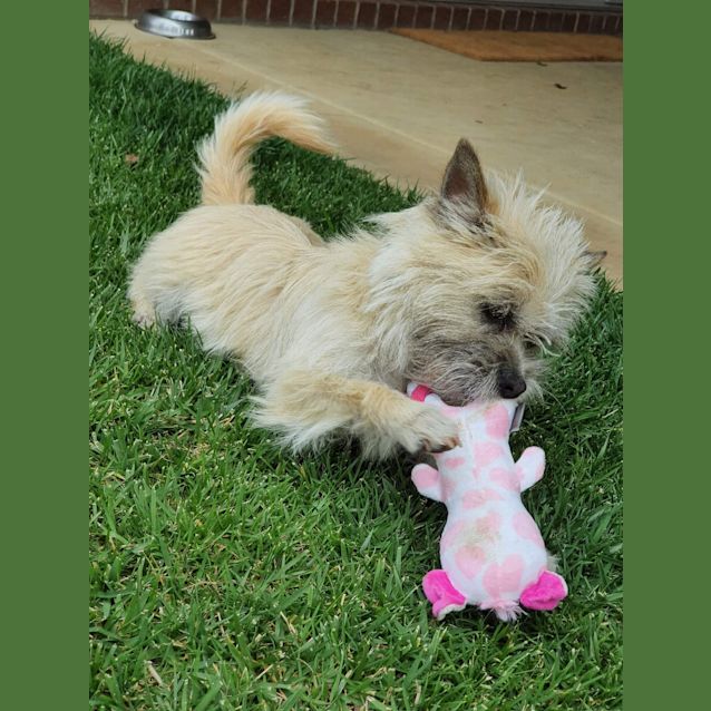 Photo of Bella