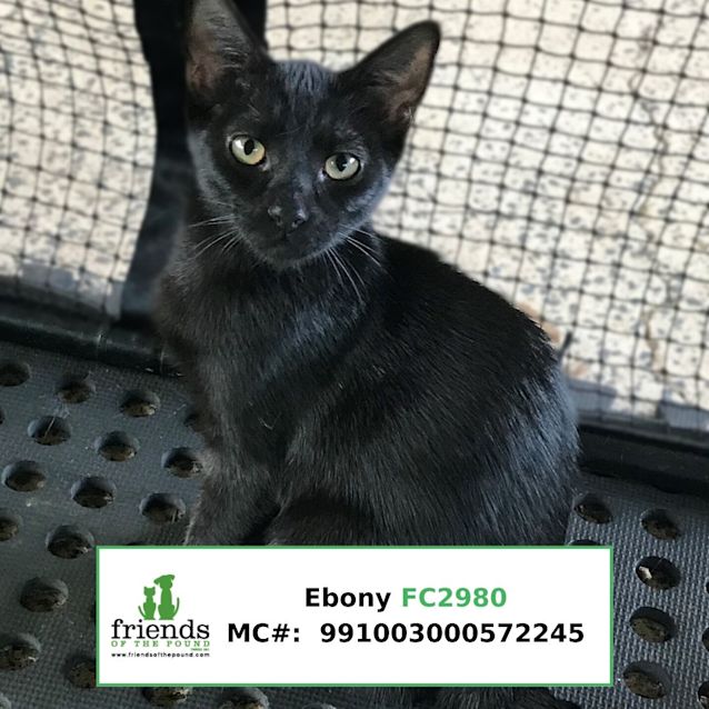 Photo of Ebony