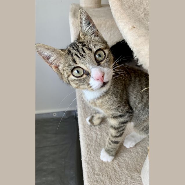Photo of Peanut(now Ella)