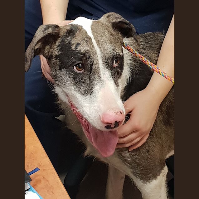 Photo of Winston (Now On Trial Adoption)