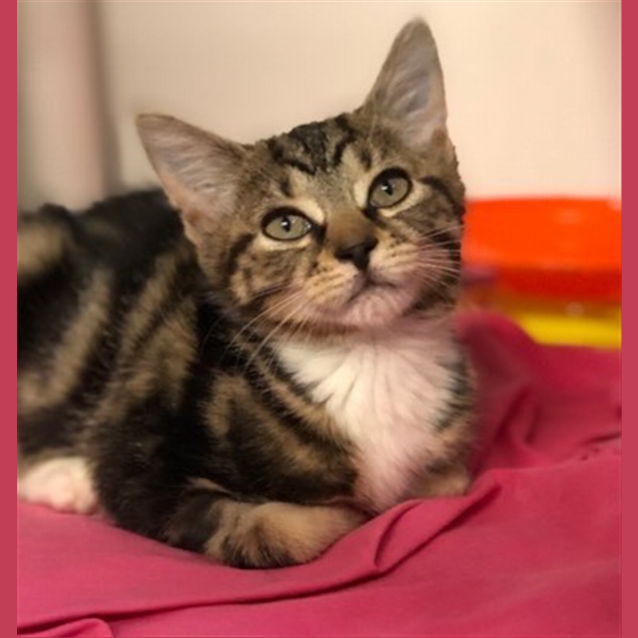 Photo of Belle