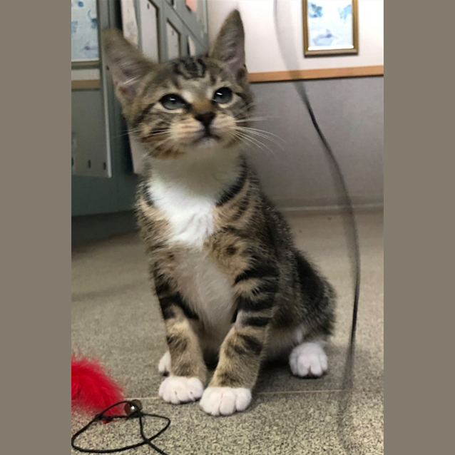 Photo of Chester