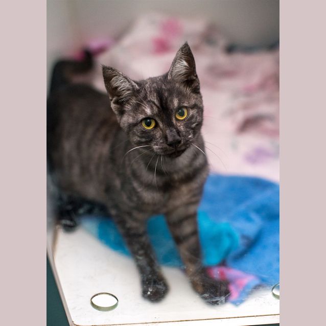 Photo of Mowie