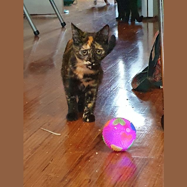 Photo of Raven