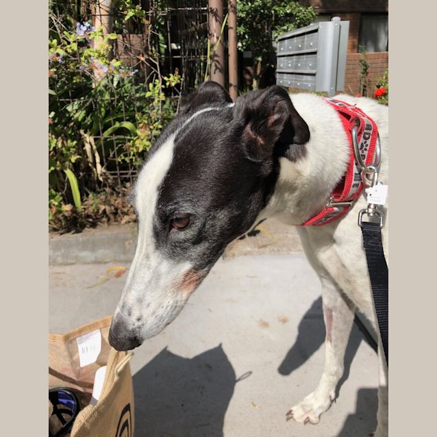 Photo of Lucy.  Melbourne