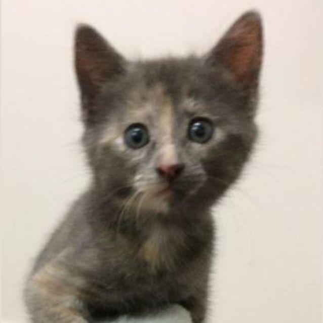 Photo of Darcy