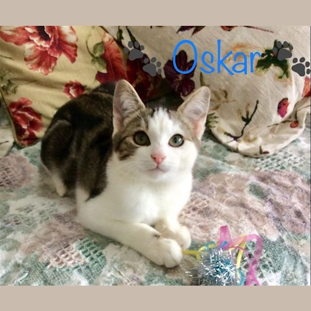 Photo of Oskar