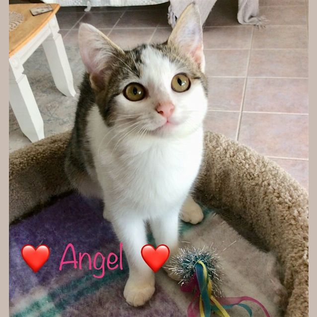 Photo of Angel