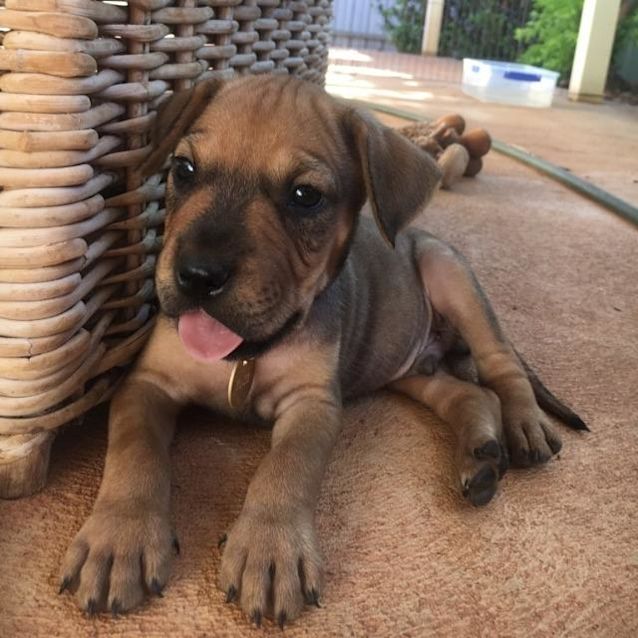 Photo of Cooper