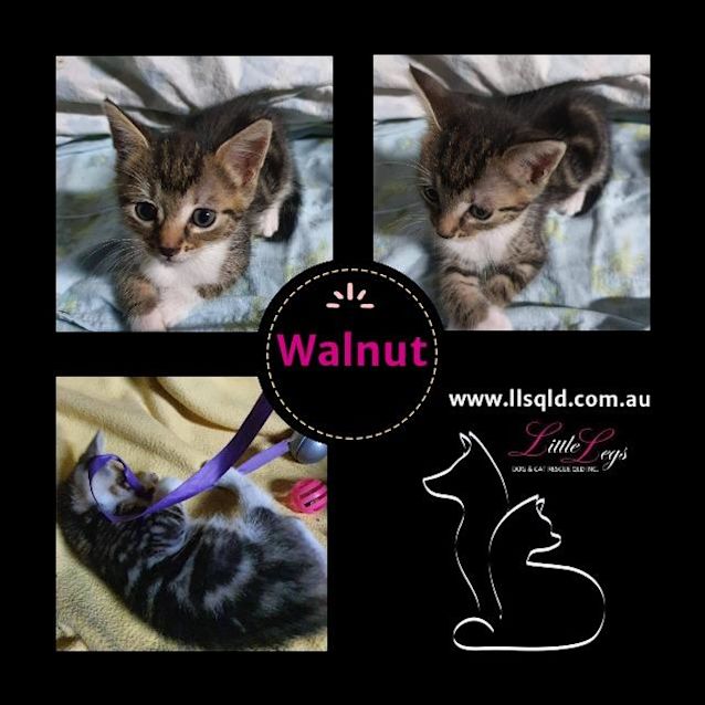 Photo of Walnut