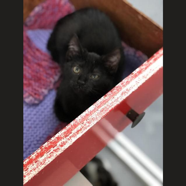Photo of Samson