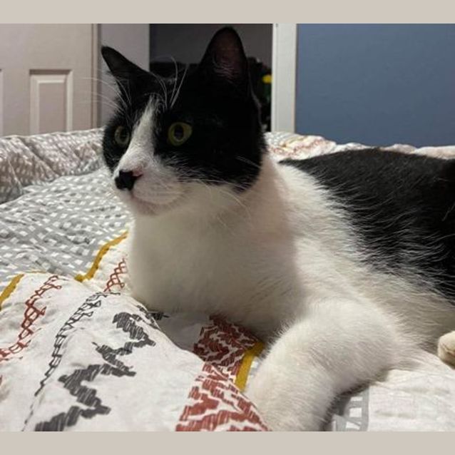 Photo of Oreo