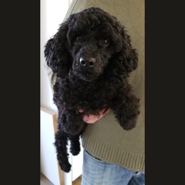 Photo of Pixel