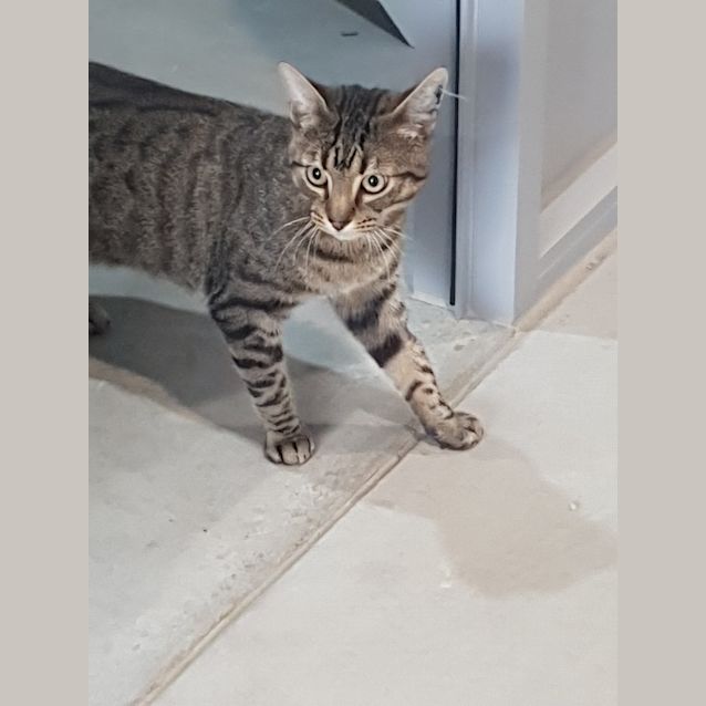 Photo of Rufus