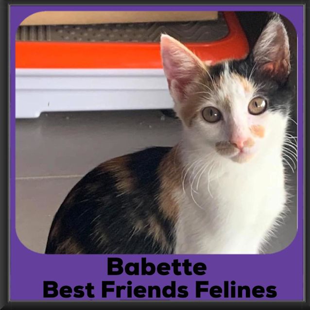 Photo of Babette 