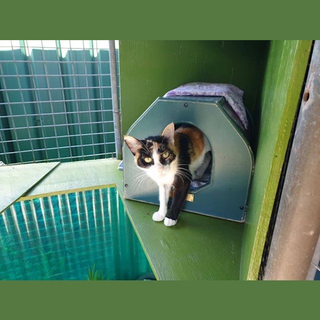 Photo of Tennille ~ 2 Year Old Cat