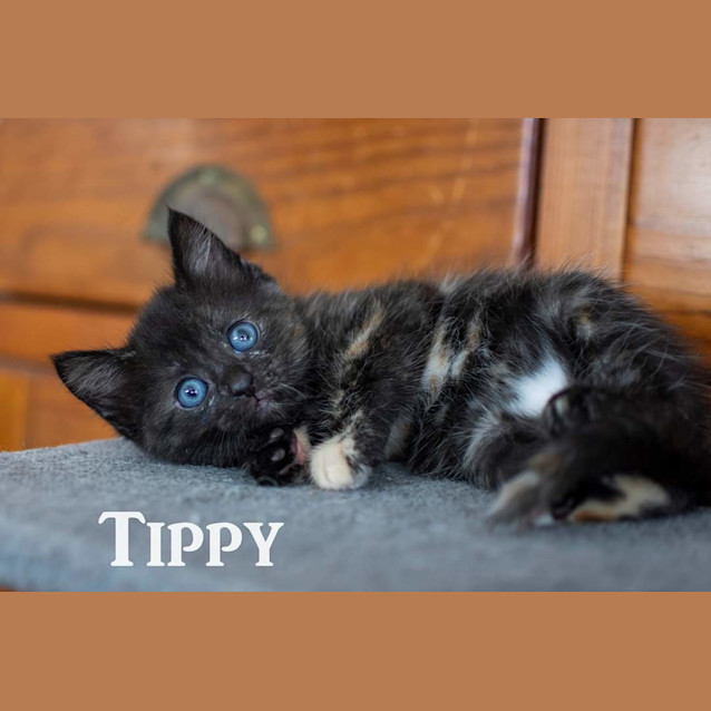 Photo of Tippy