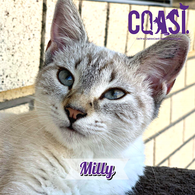 Photo of Milly 
