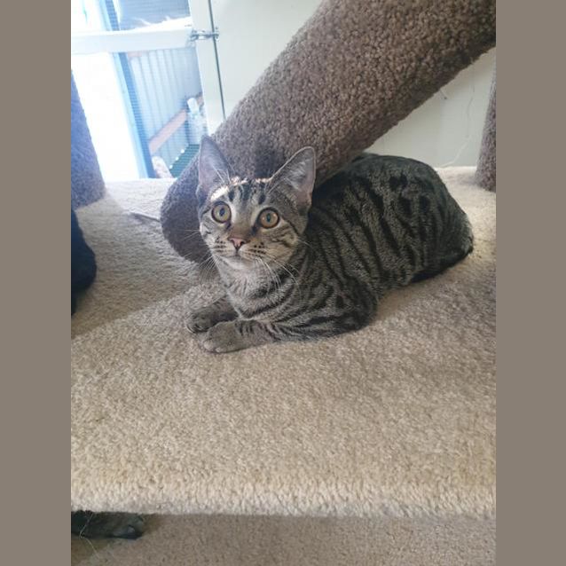 Photo of Tinga