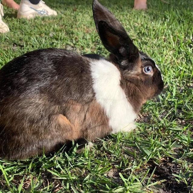 Photo of Bubbles