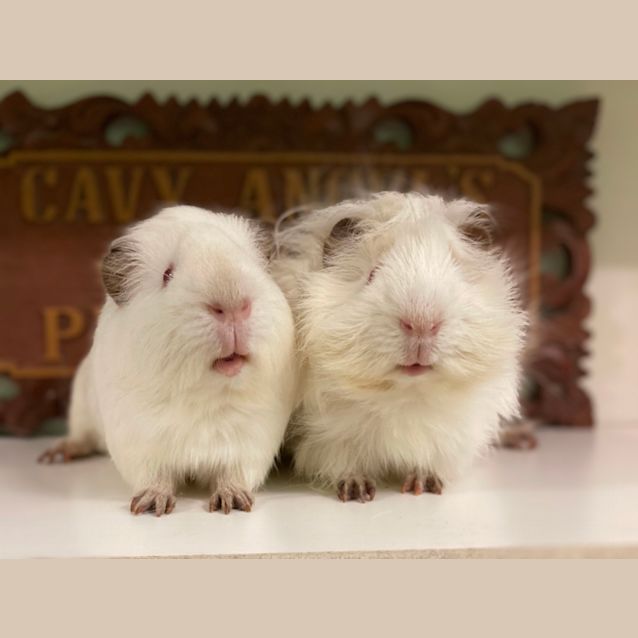 Photo of Snow And Cotton 