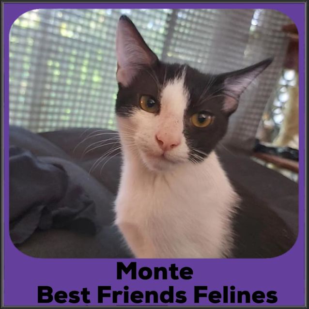 Photo of Monte 